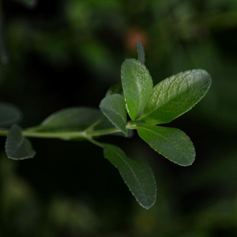 Sauge arbustive Melen - Salvia jamensis (Feuillage)