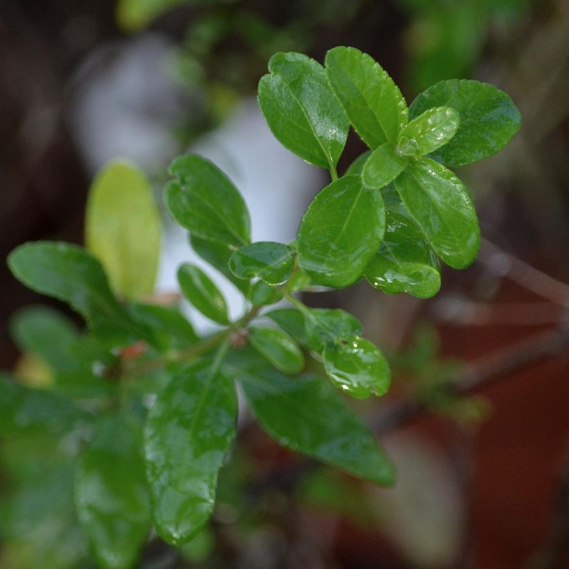 Sauge arbustive Pluenn - Salvia jamensis (Feuillage)