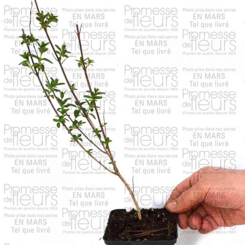 Exemple de spécimen de Sauge - Salvia jamensis Sierra San Antonio Godet de 9cm tel que livré