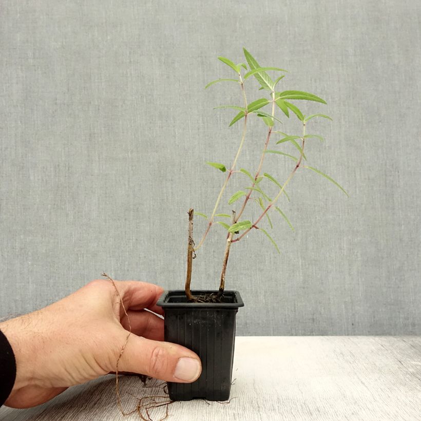 Spécimen de Sauge - Salvia leucantha Godet de 7/8 cm tel que livré en automne