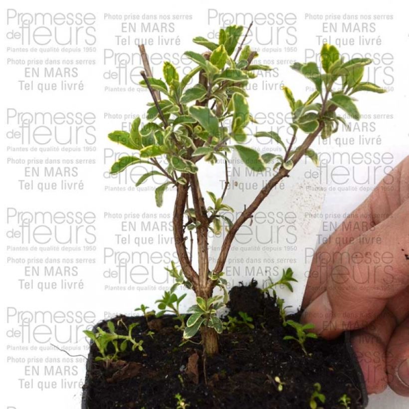 Exemple de spécimen de Sauge, Salvia microphylla Caramba Godet de 9cm tel que livré