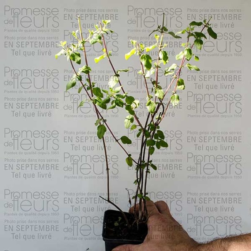 Spécimen de Sauge arbustive - Salvia microphylla Hot Lips tel que livré en printemps