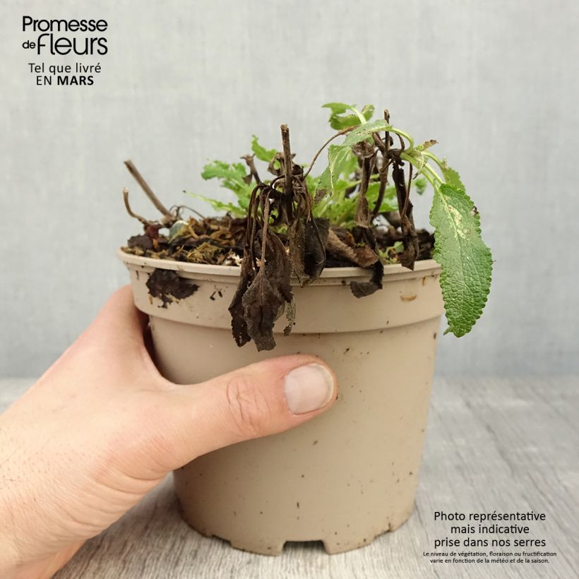 Spécimen de Sauge - Salvia nemorosa Amethyst Pot de 2L/3L tel que livré au printemps
