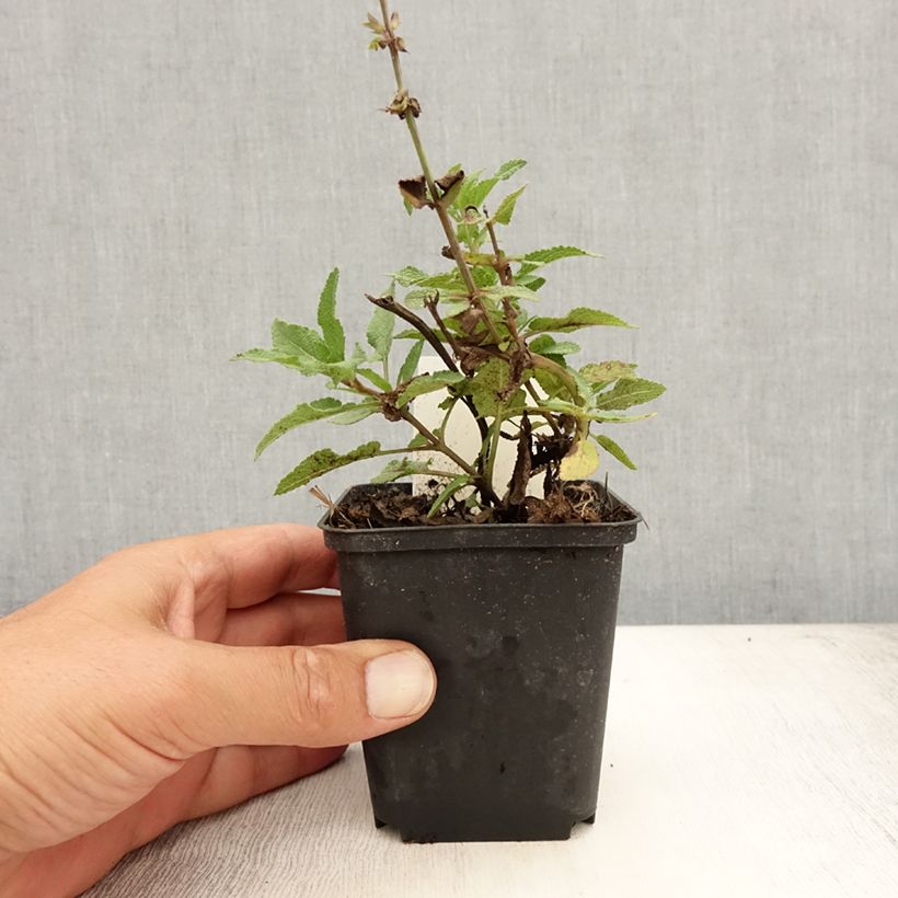 Spécimen de Salvia nemorosa Blauhügel Godet de 8/9 cm tel que livré en été