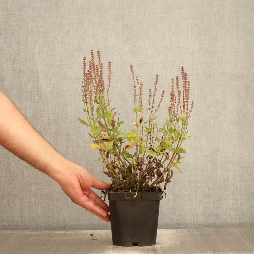 Spécimen de Salvia nemorosa Blauhügel Pot de 2L/3L tel que livré en été