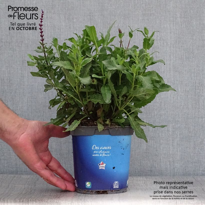 Spécimen de Sauge - Salvia nemorosa Caradonna Pot de 1,5L/2L tel que livré en automne