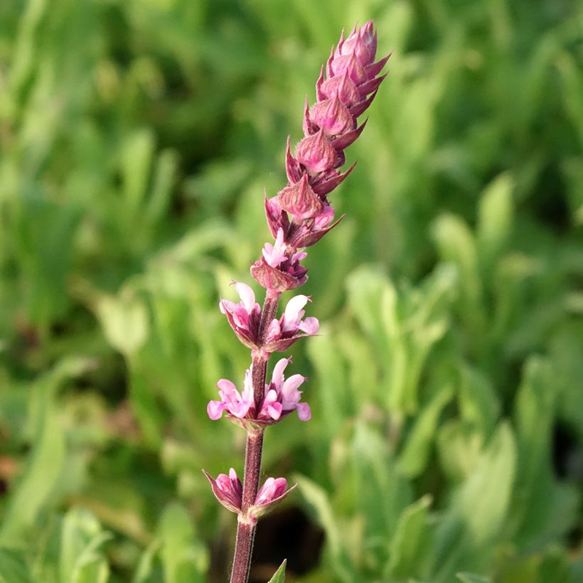 Sauge - Salvia nemorosa Caradonna Pink (Floraison)