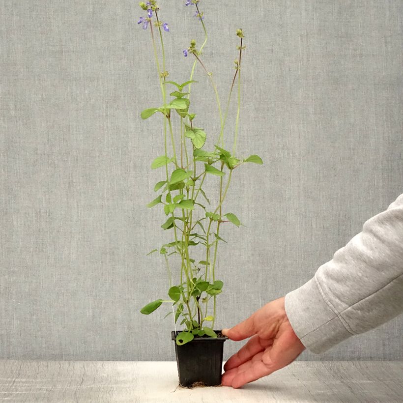 Spécimen de Salvia setulosa - Sauge hérissée Godet de 8/9 cm tel que livré en été