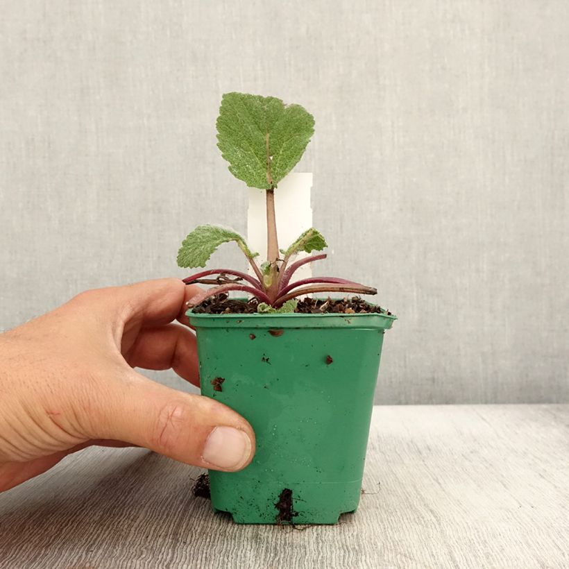 Spécimen de Sauge sclarée - Salvia sclarea Godet de 8/9 cm tel que livré en automne
