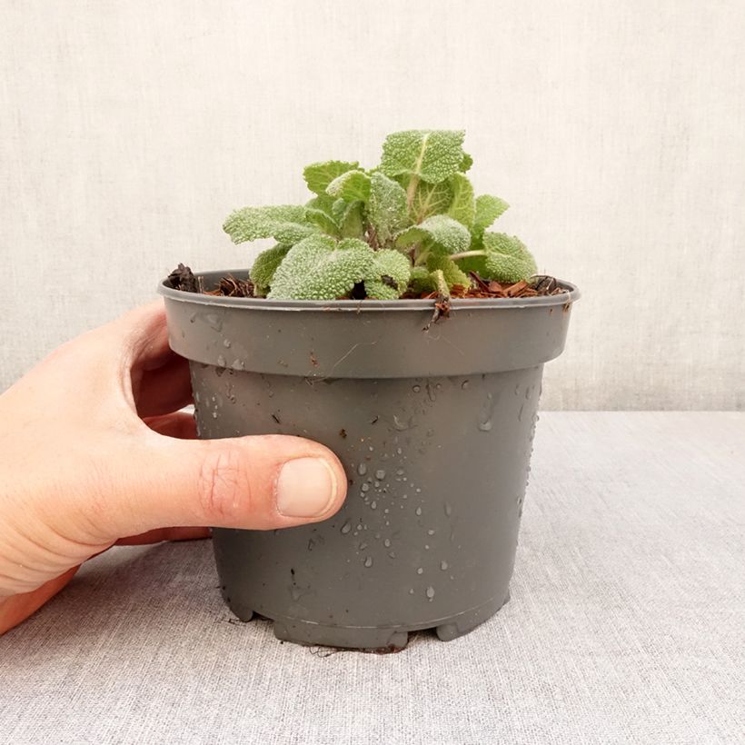 Spécimen de Sauge sclarée - Salvia sclarea Godet de 9cm tel que livré au printemps