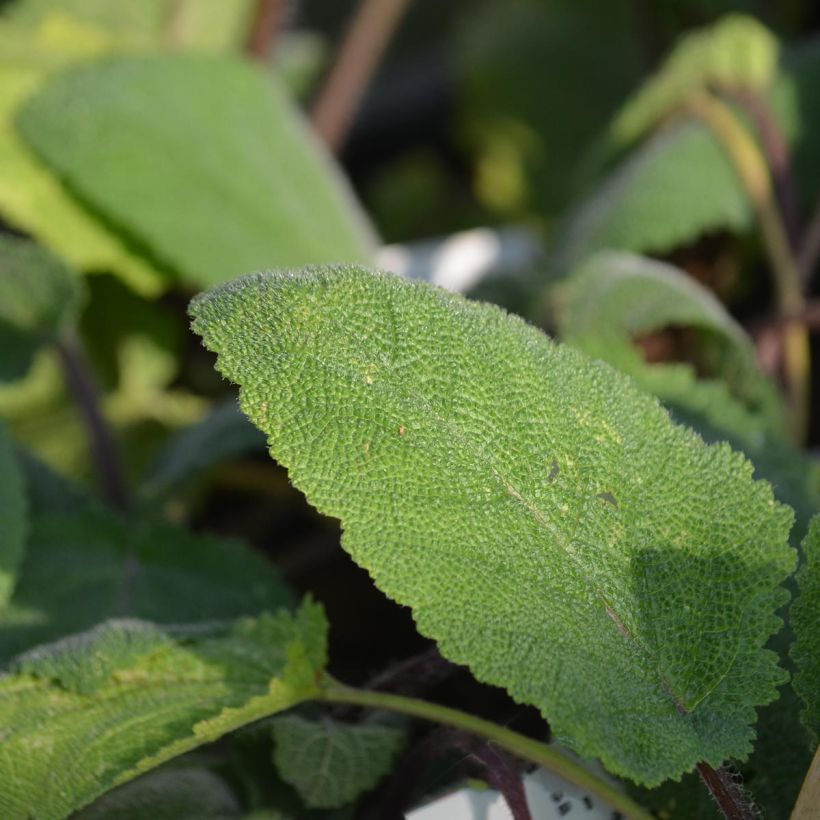 Sauge sclarée - Salvia sclarea Vatican White (Feuillage)