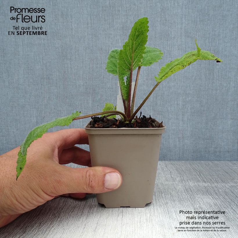 Spécimen de Sauge sclarée - Salvia sclarea Vatican White Godet de 8/9 cm tel que livré en été