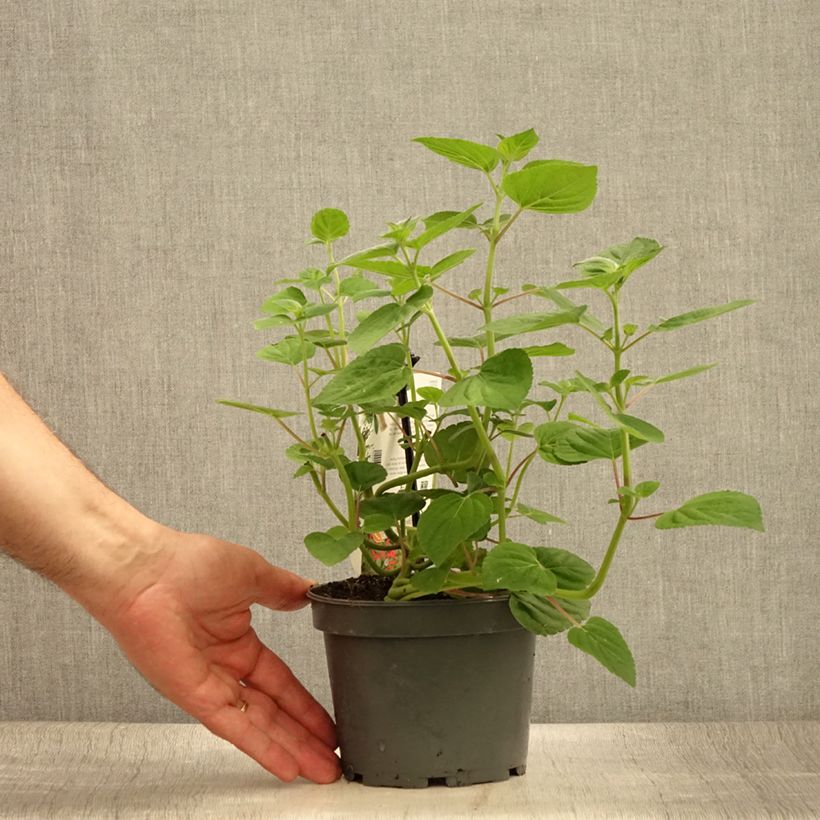 Spécimen de Sauge Tangerine goût d'orange - Salvia elegans Pot de 1,5L/2L tel que livré en été