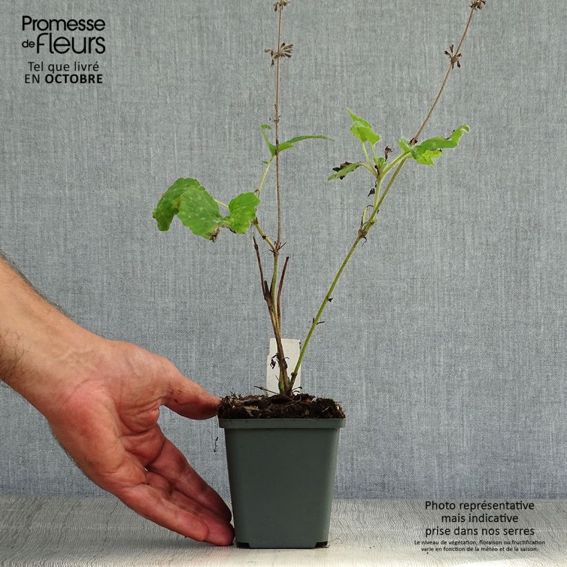 Spécimen de Sauge verticillée - Salvia verticillata Purple Rain Godet de 8/9 cm tel que livré en automne
