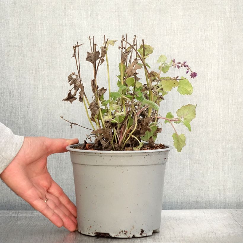 Spécimen de Sauge verticillée - Salvia verticillata Purple Rain Pot de 3L/4L tel que livré en automne