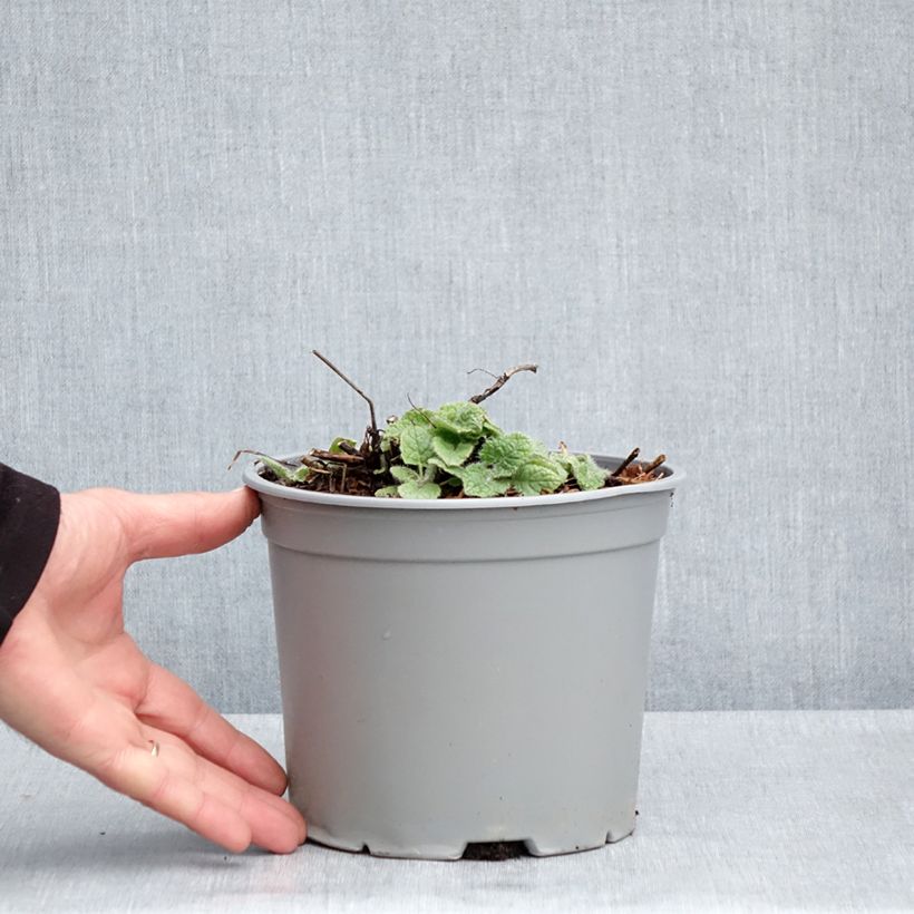 Spécimen de Sauge verticillée - Salvia verticillata Purple Rain - Pot de 3L/4L tel que livré au printemps