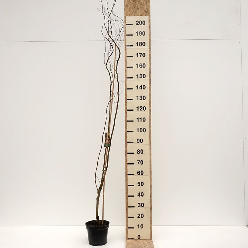 Spécimen de Saule blanc tortueux - Salix alba Dart's Snake Pot de 4L/5LHauteur livrée env. 250/+cm tel que livré en hiver