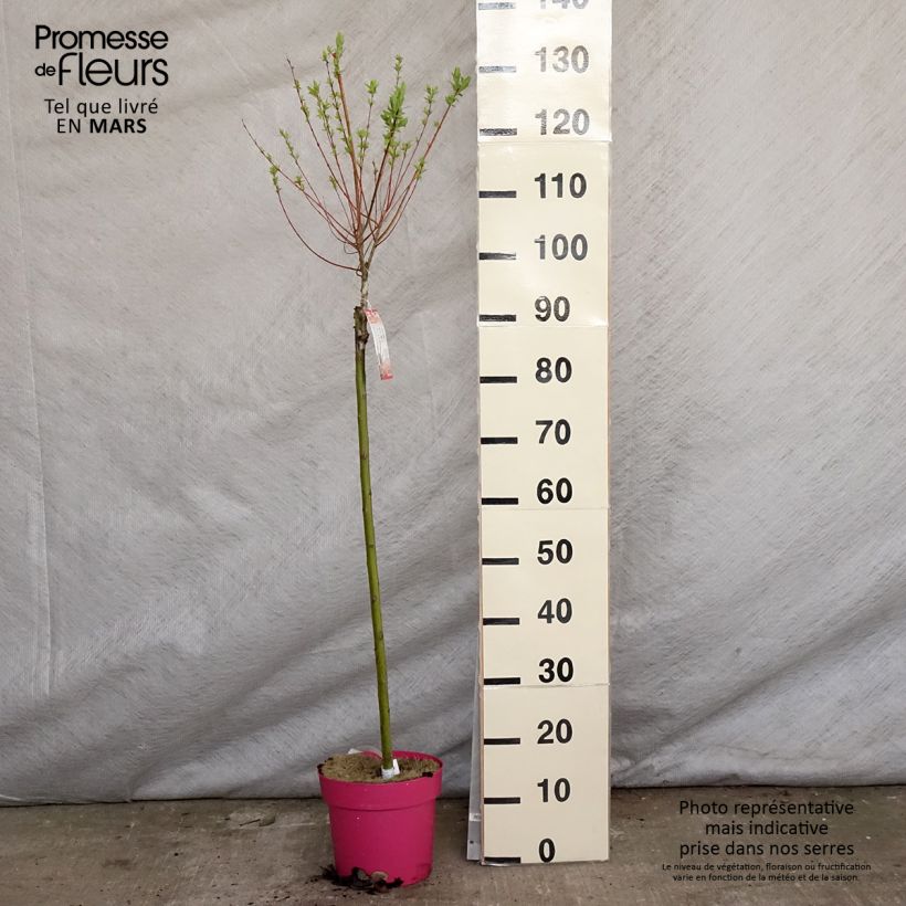 Spécimen de Saule crevette - Salix integra Flamingo sur tige en pot de 4L/5L tel que livré au printemps