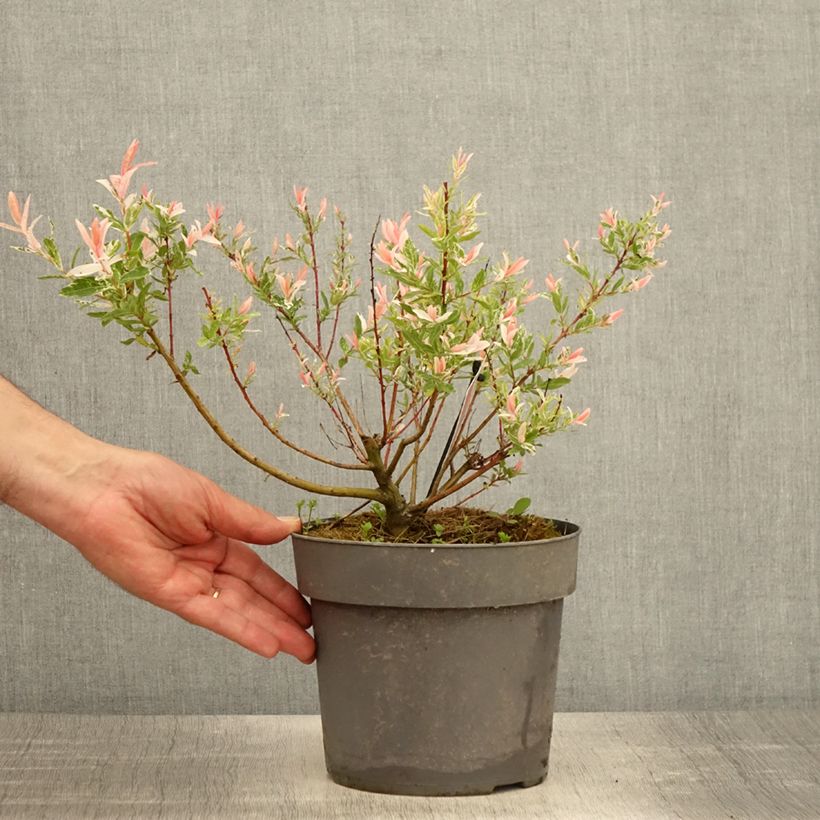 Spécimen de Saule crevette - Salix integra Flamingo Touffe Pot de 2L/3L tel que livré au printemps