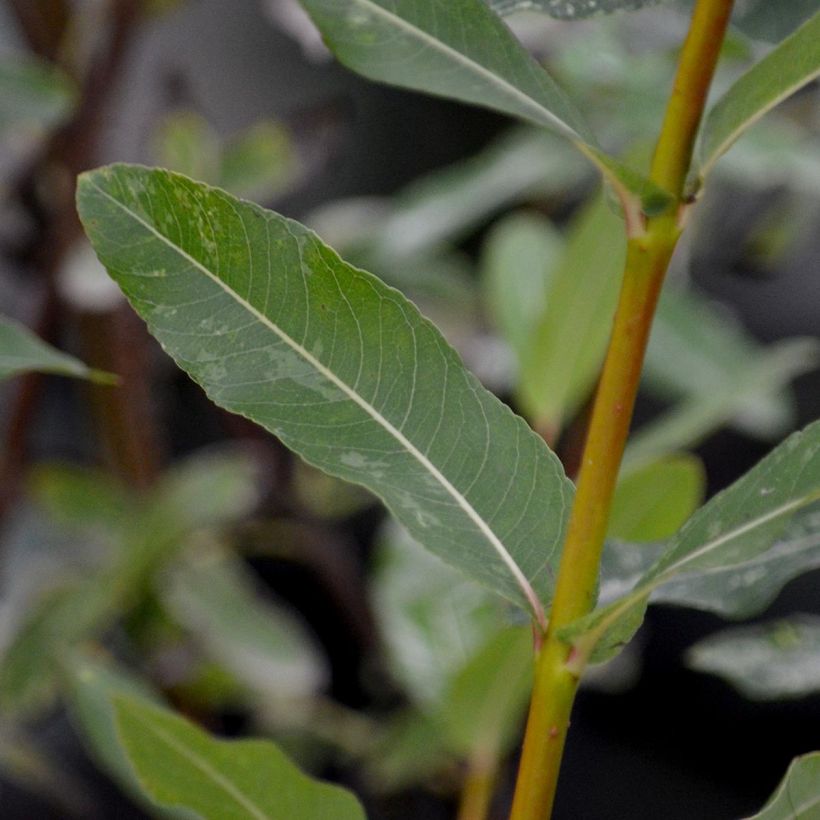 Saule crevette - Salix integra Hakuro Nishiki (Feuillage)