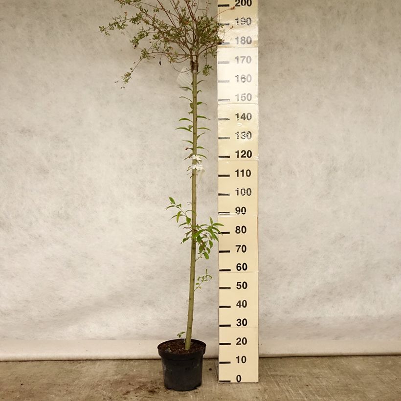 Spécimen de Saule crevette - Salix integra Hakuro Nishiki Pot de 7,5L/10L, Tige de 120 cm tel que livré en été