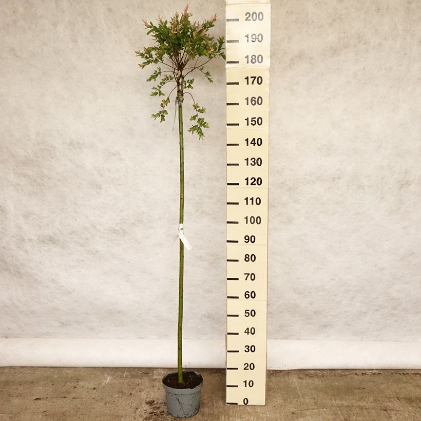 Spécimen de Saule crevette - Salix integra Hakuro Nishiki en pot 7.5L et tige tel que livré au printemps