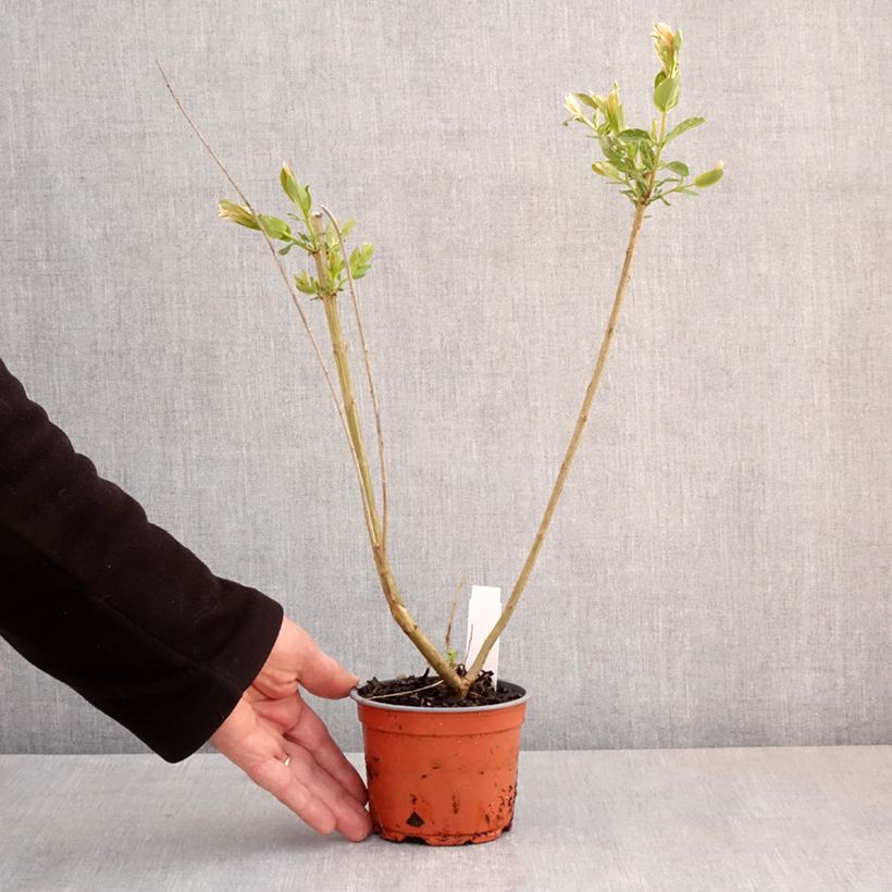 Spécimen de Saule crevette - Salix integra Hakuro Nishiki - Pot de 10 cm/11cm tel que livré au printemps