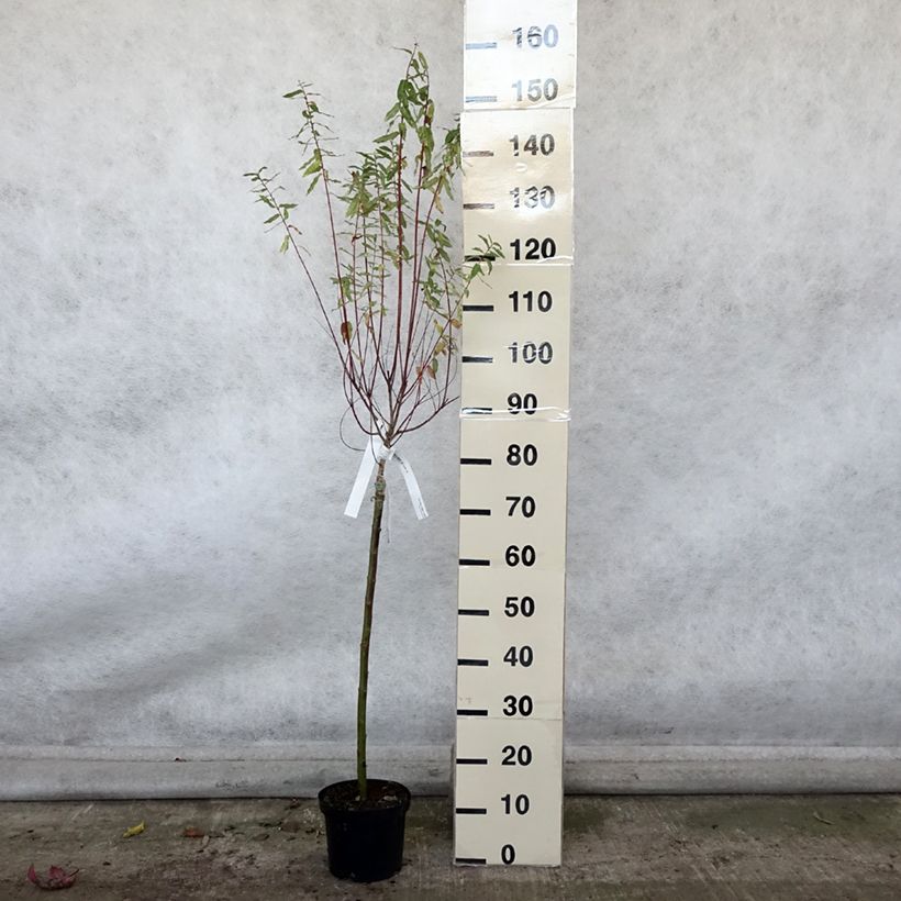 Spécimen de Saule crevette - Salix integra Hakuro Nishiki Pot de 2L/3L, Tige de 60 cm tel que livré en automne