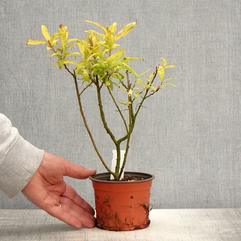 Spécimen de Saule doré -  Salix sachalinensis Golden Sunshine - Pot de 10 cm tel que livré au printemps