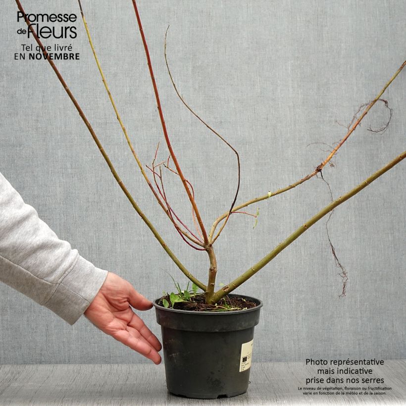 Spécimen de Saule Griffe de Loup - Salix gracilistyla Pot de 3L/4L tel que livré en automne