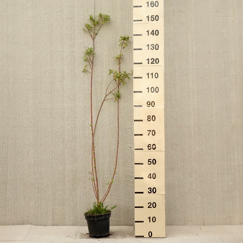 Spécimen de Saule Griffe de Loup - Salix gracilistyla Pot de 3L/4L tel que livré en été