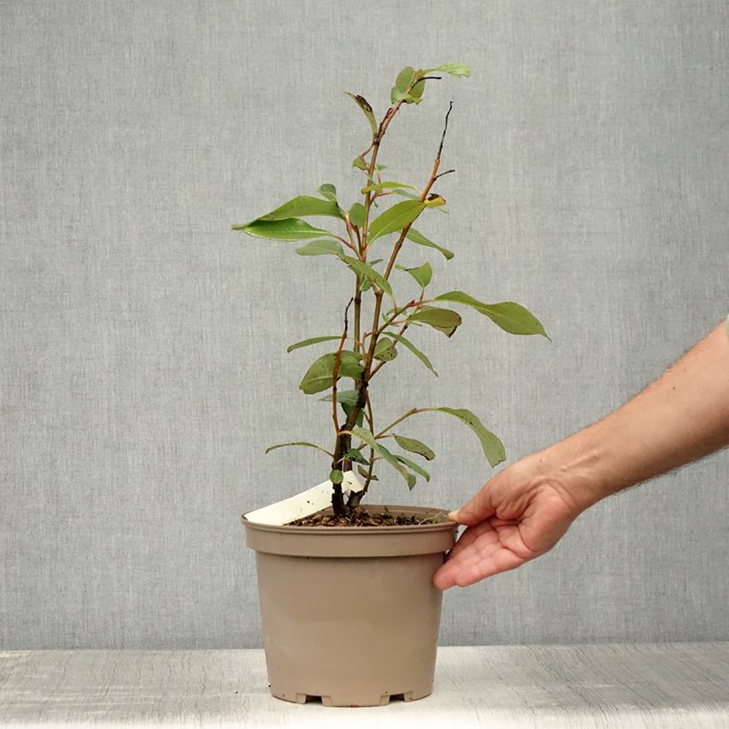 Spécimen de Saule magnifique - Salix magnifica Pot de 4L/5L tel que livré en été