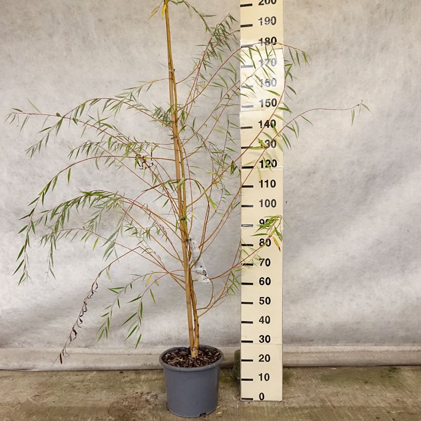 Spécimen de Saule pleureur - Salix alba Tristis en pot de 16.5L tel que livré en automne
