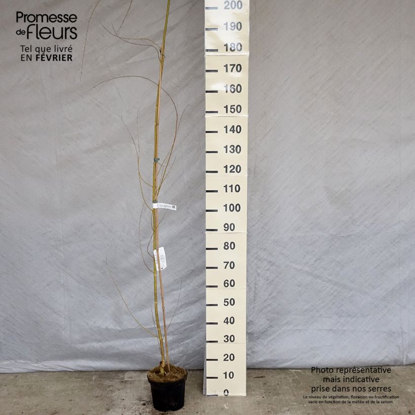 Spécimen de Saule pleureur - Salix alba Tristis en pot de 4L - Salix sepulcralis Chrysocoma - Salix sepulcralis Tristis tel que livré en hiver