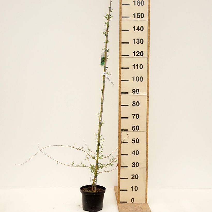 Spécimen de Saule pleureur - Salix alba Tristis Pot de 4L/5L tel que livré au printemps
