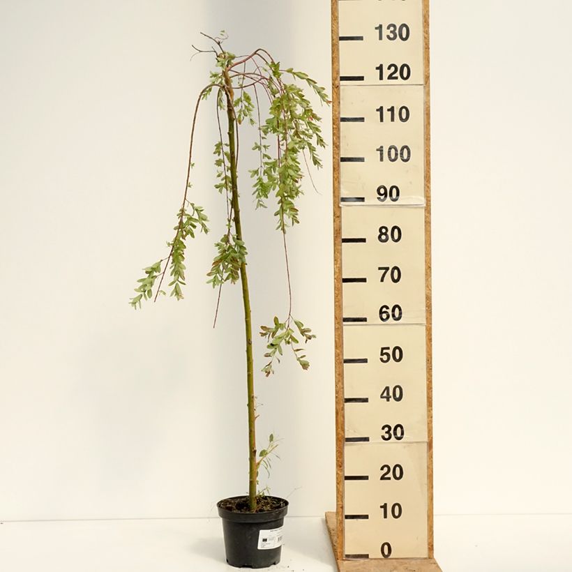Spécimen de Saule pommelé pleureur - Salix integra Pendula Pot de 3L/4L, Tige de 100 cm tel que livré en été