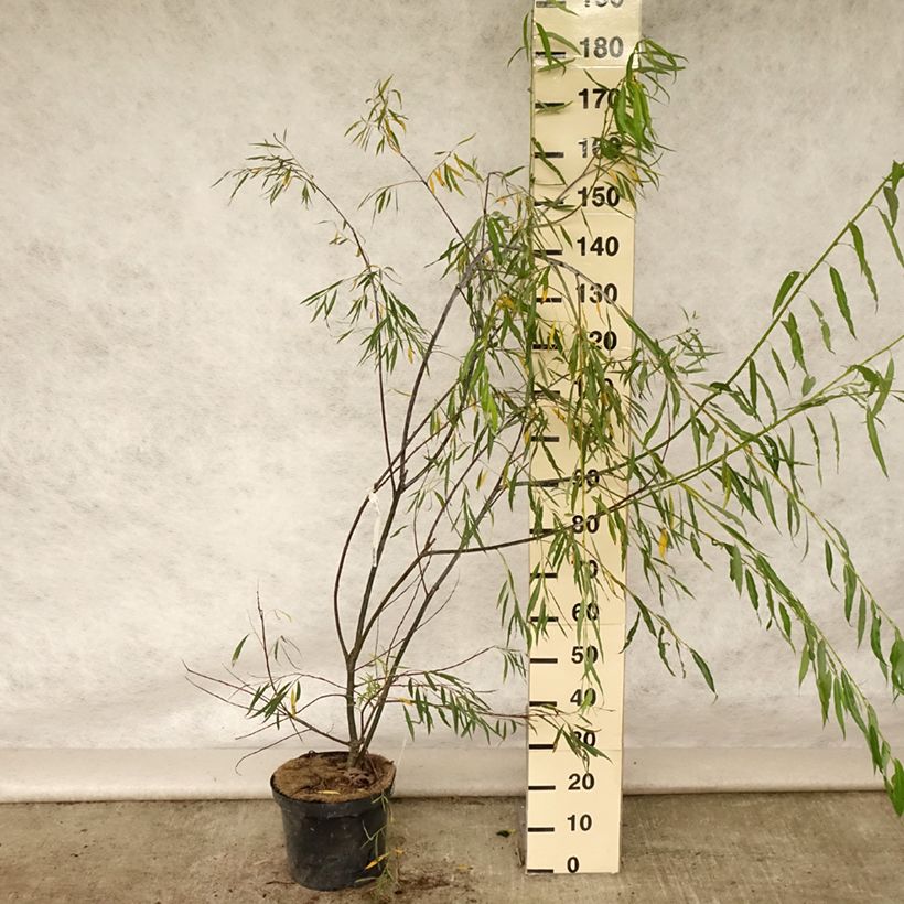 Spécimen de Saule - Salix acutifolia Blue Streak Pot de 7,5L/10L tel que livré en été