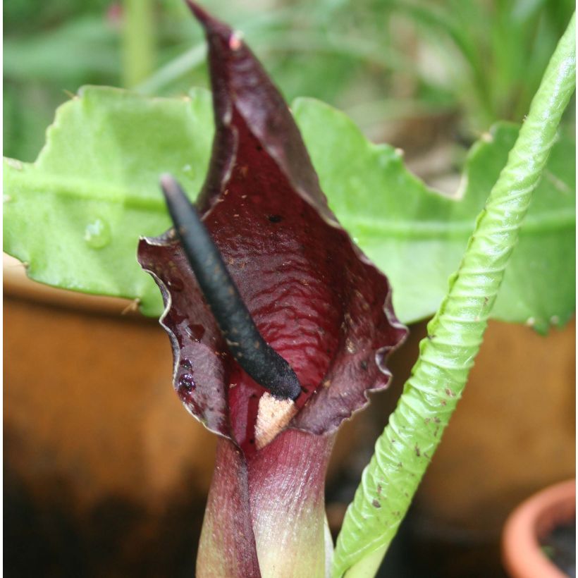 Sauromatum giganteum - Typhonium  (Floraison)
