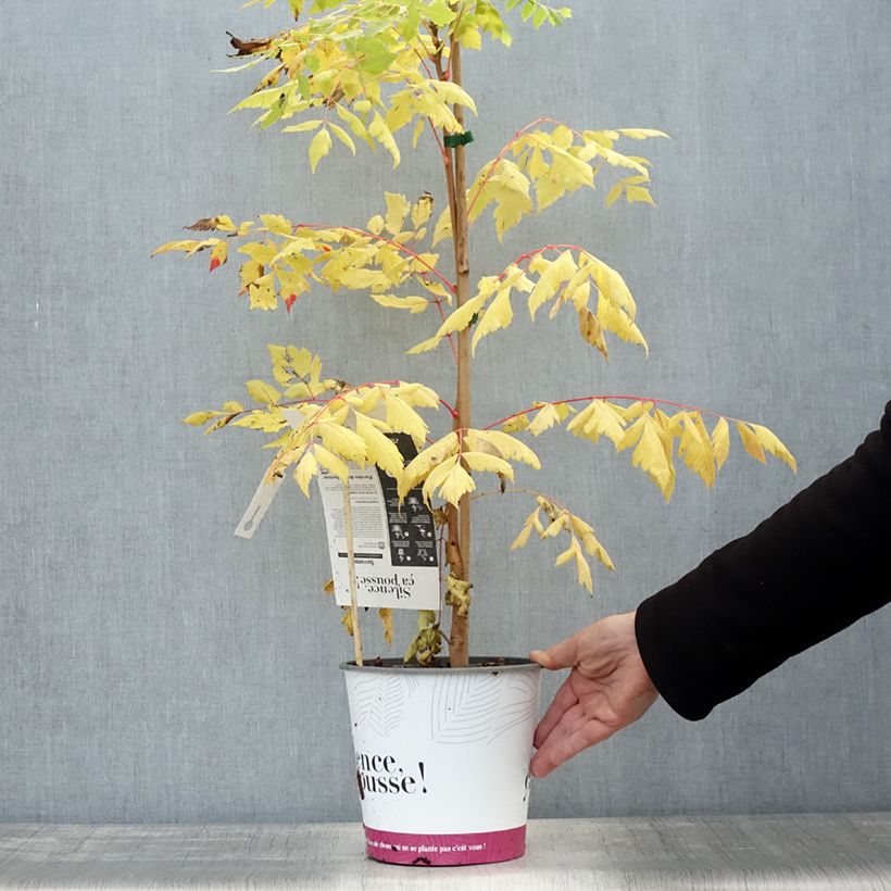 Spécimen de Savonnier orange - Koelreuteria paniculata Coral Sun Pot de 3L/4L tel que livré en automne