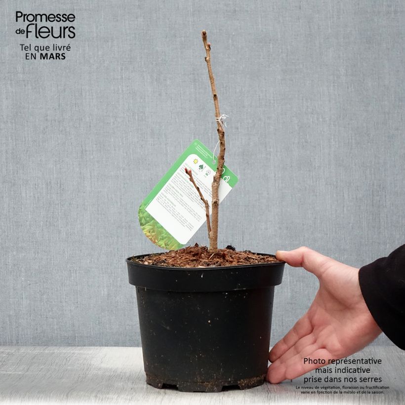 Spécimen de Savonnier orange - Koelreuteria paniculata Coral Sun Pot de 3L/4LHauteur livrée env. 30/40cm tel que livré au printemps