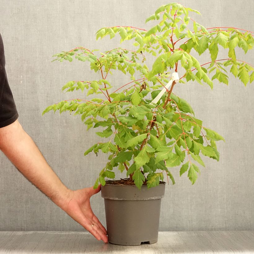 Spécimen de Savonnier orange - Koelreuteria paniculata Coral Sun Pot de 7,5L/10L tel que livré en été