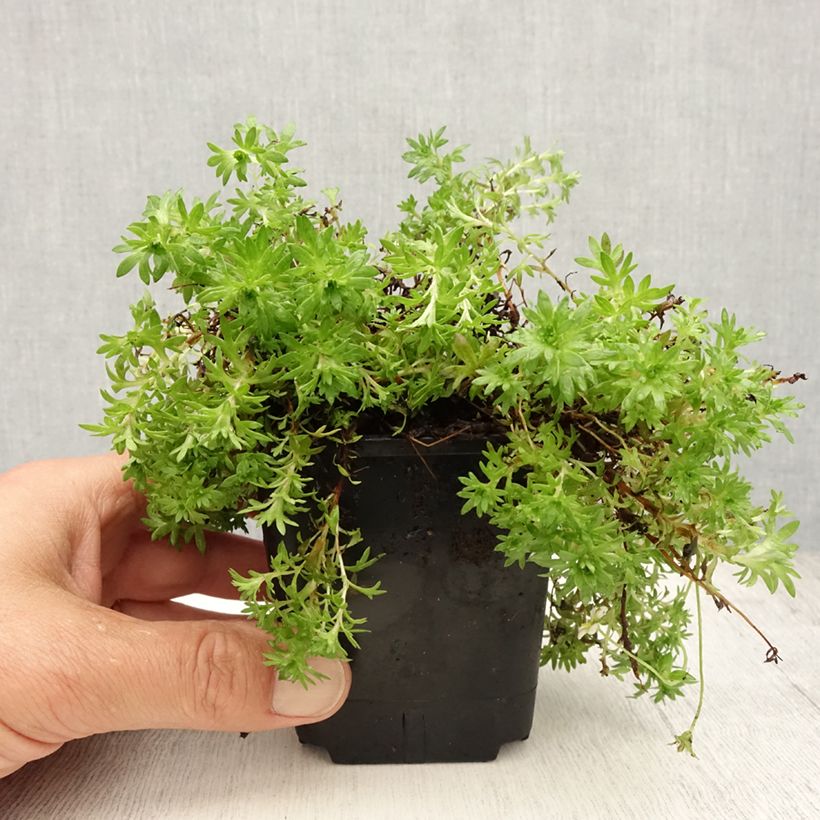 Spécimen de Saxifraga arendsii Compactum (Stransfieldii) - Saxifrage mousse Godet de 8/9 cm tel que livré en été