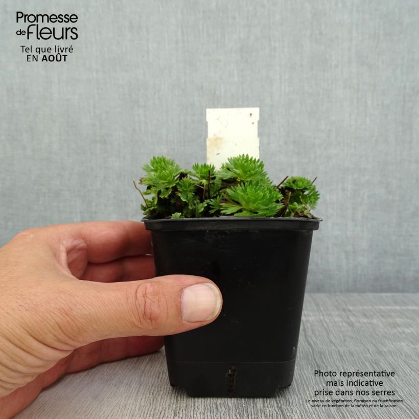 Spécimen de Saxifraga arendsii Ware's Crimson - Saxifrage mousse Godet de 8/9 cm tel que livré en été