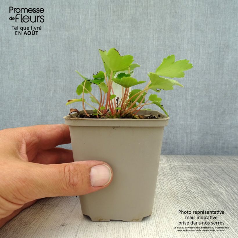 Spécimen de Saxifraga cortusifolia Shiranami - Saxifrage Godet de 8/9 cm tel que livré en été