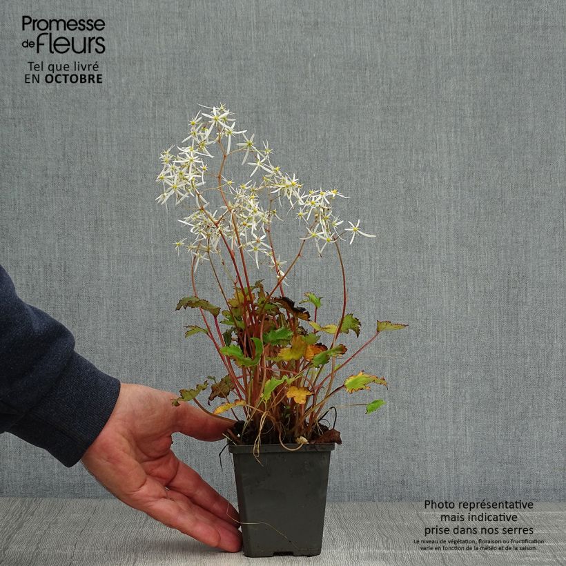 Spécimen de Saxifraga fortunei Rubrifolia - Saxifrage à feuilles noires Godet de 8/9 cm tel que livré en automne