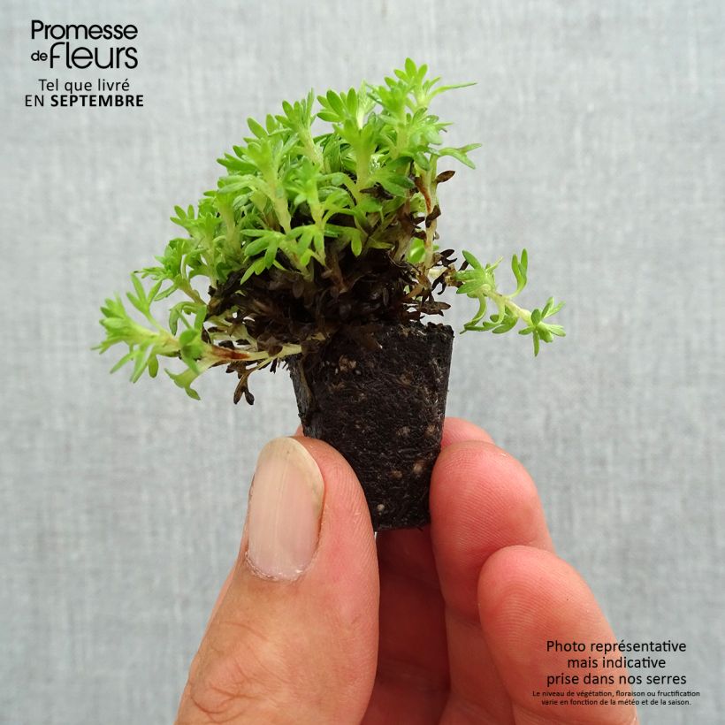 Spécimen de Saxifraga x arendsii Pixie - Saxifrage mousse - Mini-motte Ø 3/4 cm tel que livré en automne