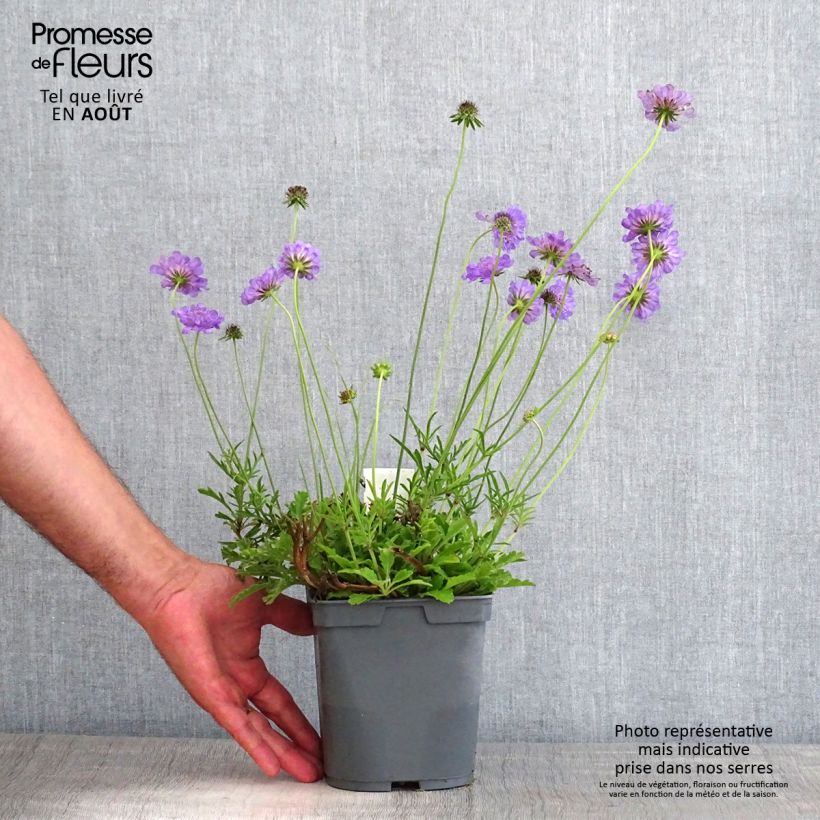 Spécimen de Scabieuse Butterfly Blue - Scabiosa Pot de 2L/3L tel que livré en été