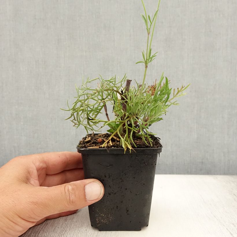 Spécimen de Scabieuse jaune - Scabiosa ochroleuca Godet de 8/9 cm tel que livré en été