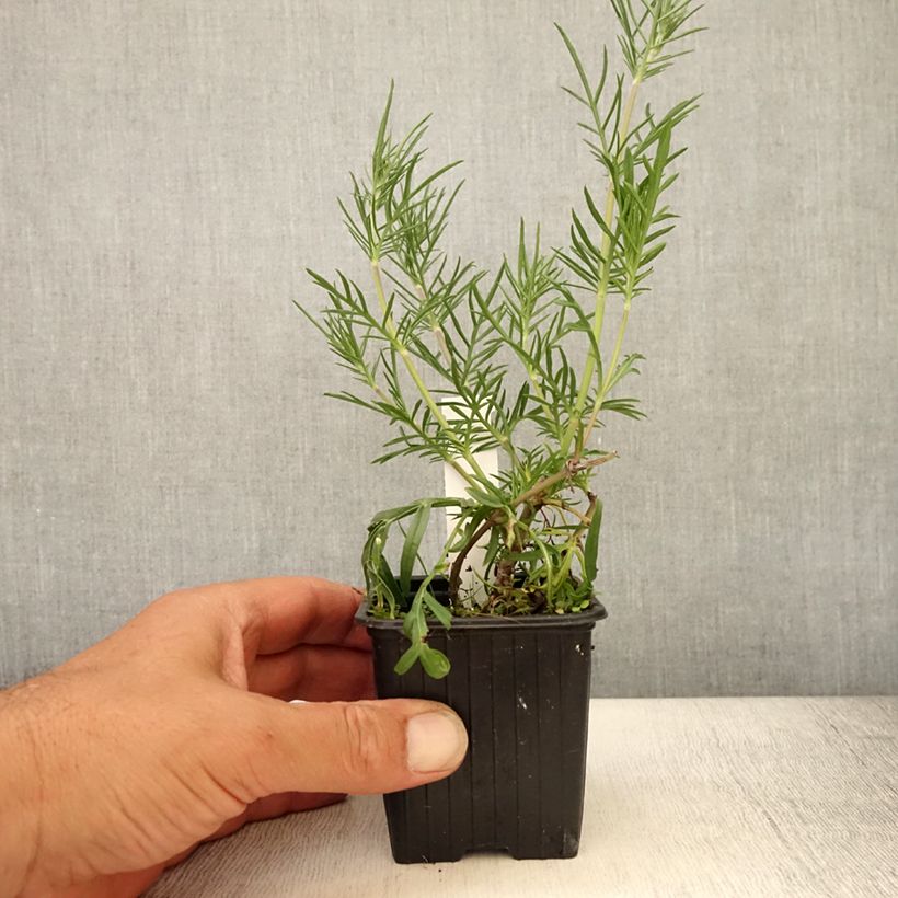Spécimen de Scabiosa canescens ou suaveolens - Scabieuse odorante Godet de 8/9 cm tel que livré en été