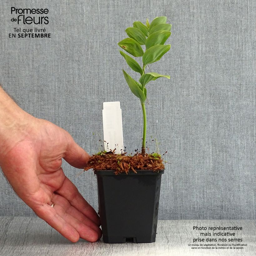 Example of Sceau de Salomon - Polygonatum commutatum as you get in ete